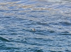 Aechmophorus occidentalis