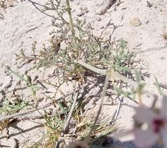 Pelargonium senecioides