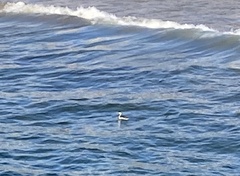 Aechmophorus occidentalis