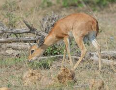 Raphicerus campestris campestris