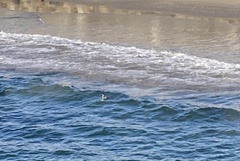 Aechmophorus occidentalis