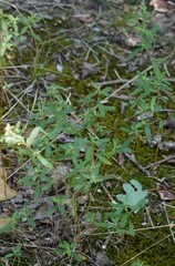 Crocanthemum canadense