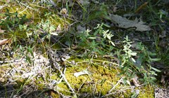 Crocanthemum canadense