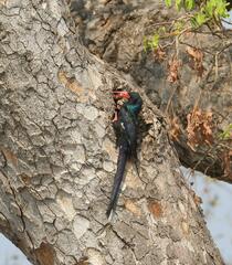 Phoeniculus purpureus marwitzi