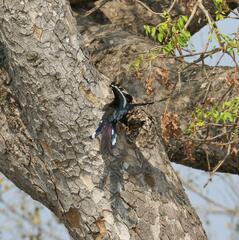 Phoeniculus purpureus marwitzi