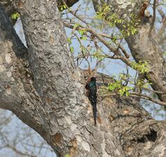 Phoeniculus purpureus marwitzi