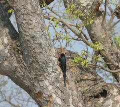 Phoeniculus purpureus marwitzi