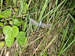 Hemistigma albipunctum