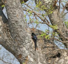 Phoeniculus purpureus marwitzi