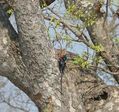 Phoeniculus purpureus marwitzi