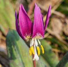 Erythronium sibiricum