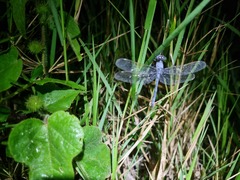 Hemistigma albipunctum