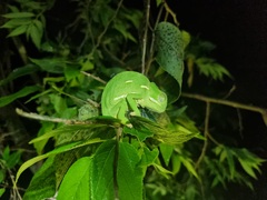 Chamaeleo dilepis