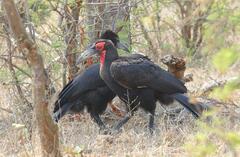 Bucorvus leadbeateri
