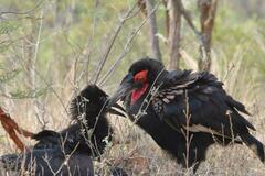 Bucorvus leadbeateri