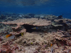 Thalassoma quinquevittatum