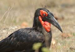 Bucorvus leadbeateri