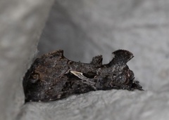 Ctenoplusia oxygramma