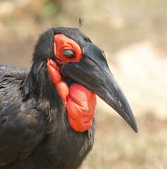Bucorvus leadbeateri