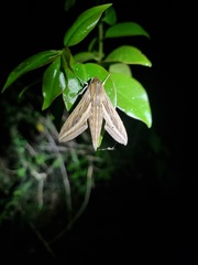 Hippotion celerio