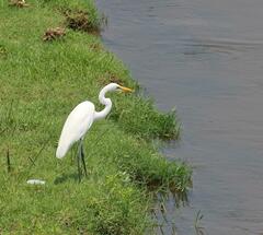 Ardea alba melanorhynchos