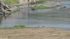 Rynchops flavirostris
