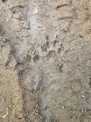 Ichneumia albicauda grandis