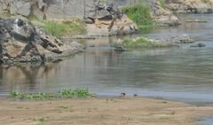 Rynchops flavirostris