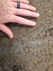 Ichneumia albicauda grandis