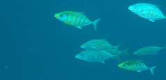 Flavocaranx bajad