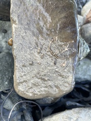 Amphipholis squamata