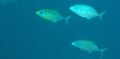 Flavocaranx bajad
