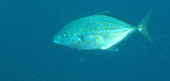 Flavocaranx bajad