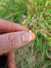 Cheilomenes sulphurea