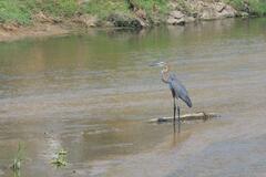 Ardea goliath