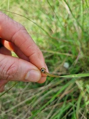 Cheilomenes sulphurea