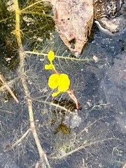 Utricularia aurea