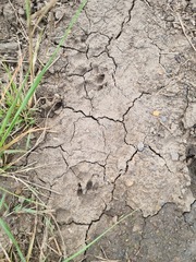 Ichneumia albicauda grandis