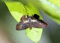 Gerosis phisara