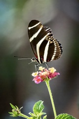 Heliconius charithonia vazquezae