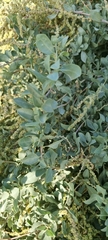 Atriplex halimus