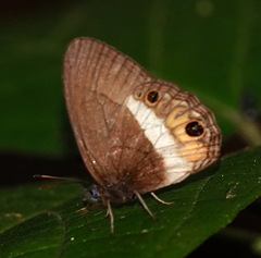 Splendeuptychia ashna