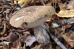 Leccinellum pseudoscabrum