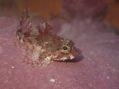 Taurulus bubalis
