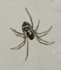 Microlinyphia pusilla