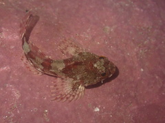 Taurulus bubalis