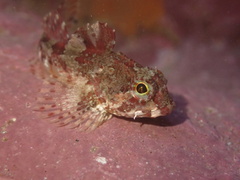 Taurulus bubalis