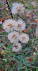 Ionactis linariifolia