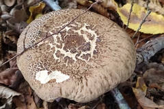 Leccinellum pseudoscabrum