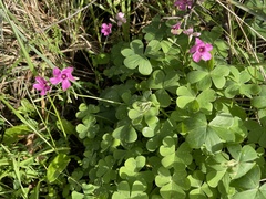 Oxalis articulata